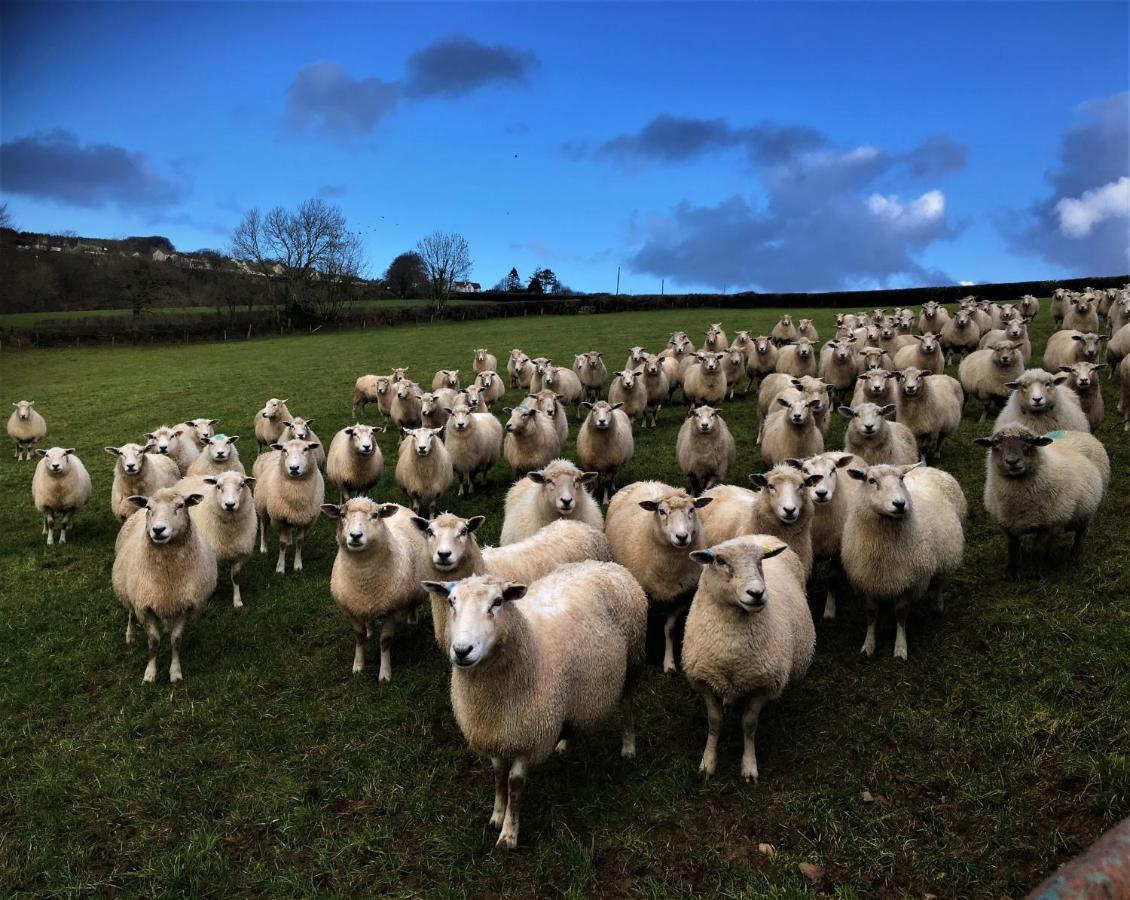 Nantgwynfaen Organic Farm Wales Villa Llandysul Ngoại thất bức ảnh