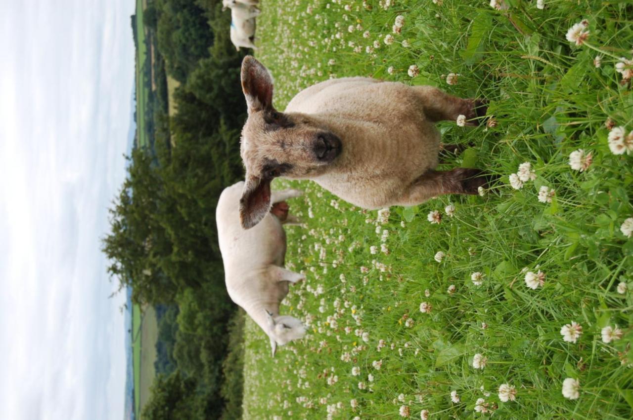 Nantgwynfaen Organic Farm Wales Villa Llandysul Ngoại thất bức ảnh